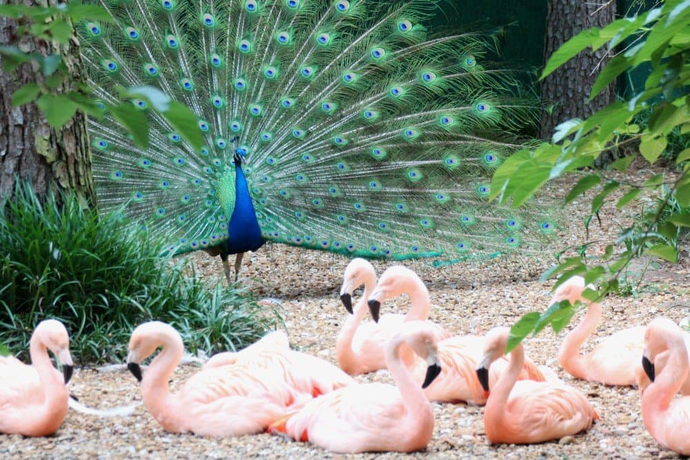 Ellen Trout Zoo Lufkin