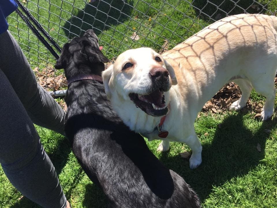Dog park fun!