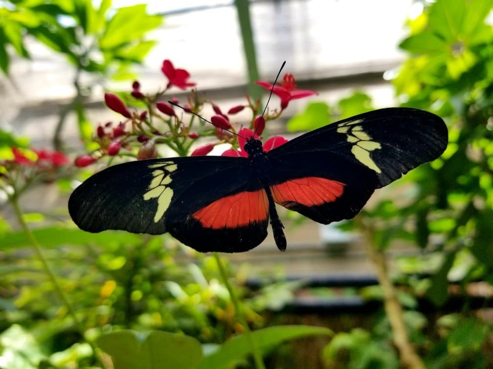 Butterfly Pavilion