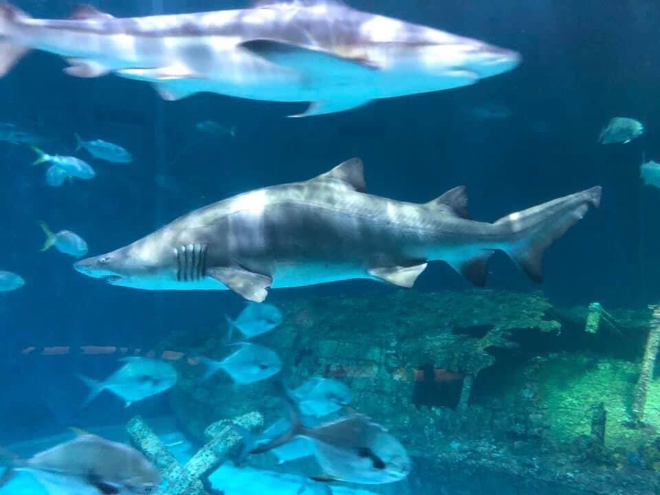 North Carolina Aquarium Roanoke Island