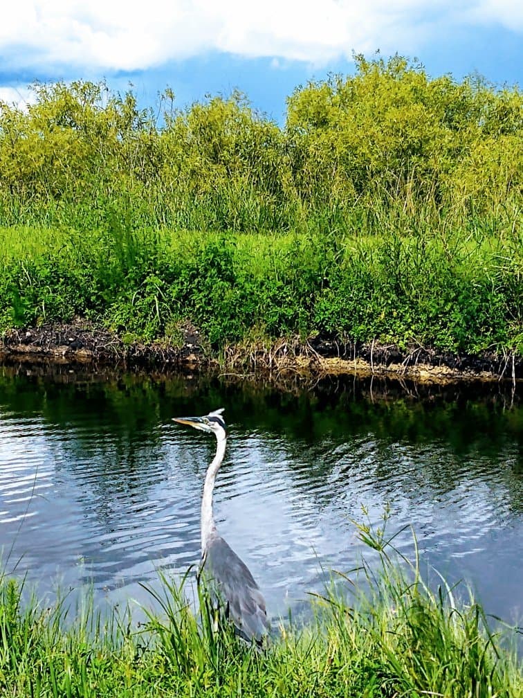 Lake Apopka Wildlife Drive Orlando