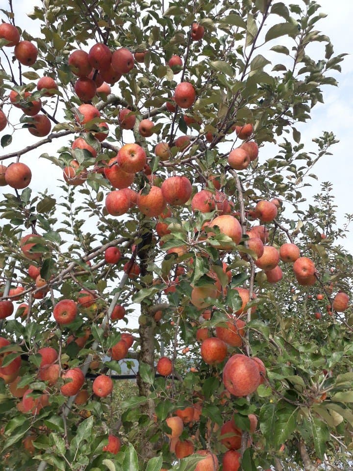 fantastic appple picking activity in Korea. Don't miss picking season !!!  