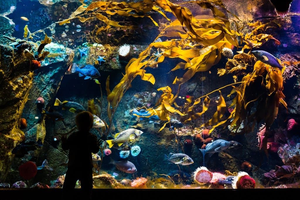 Kelp Forest