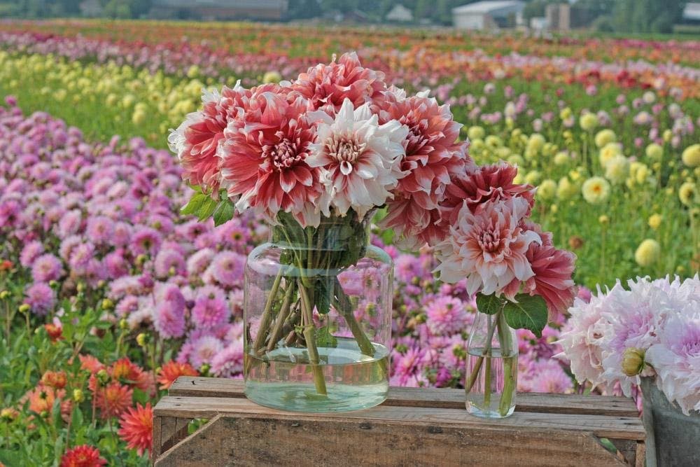Tulip Fields Lisse