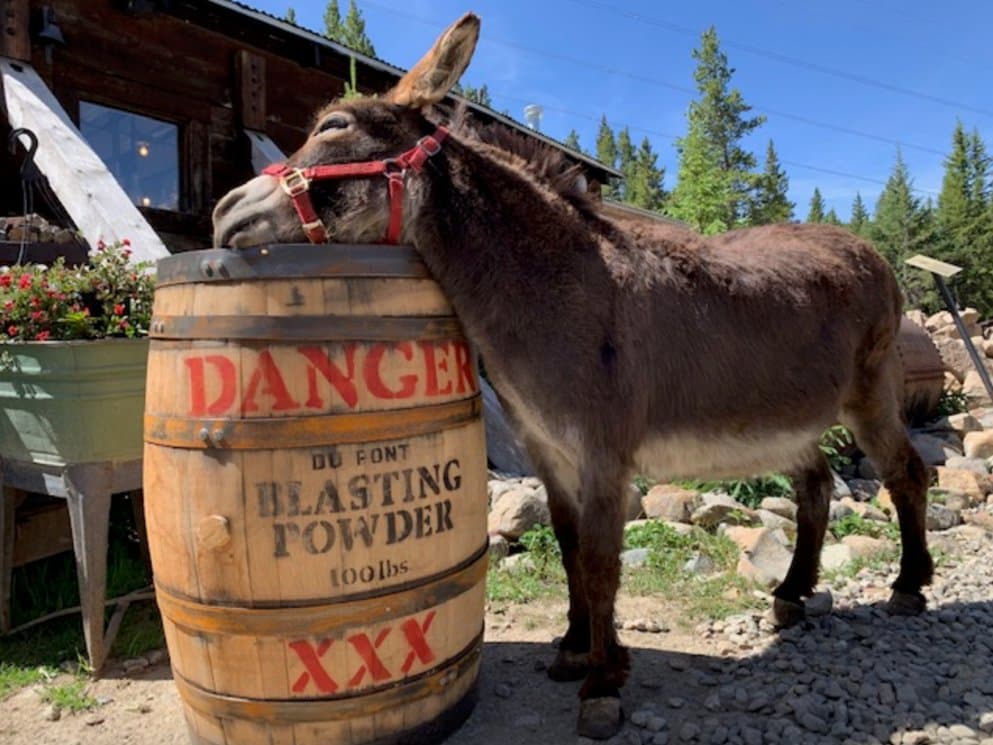 Goldie and Darn our miniature donkeys love to be fed and petted