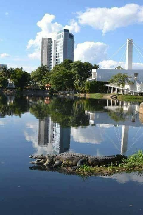 Parque Museo La Venta