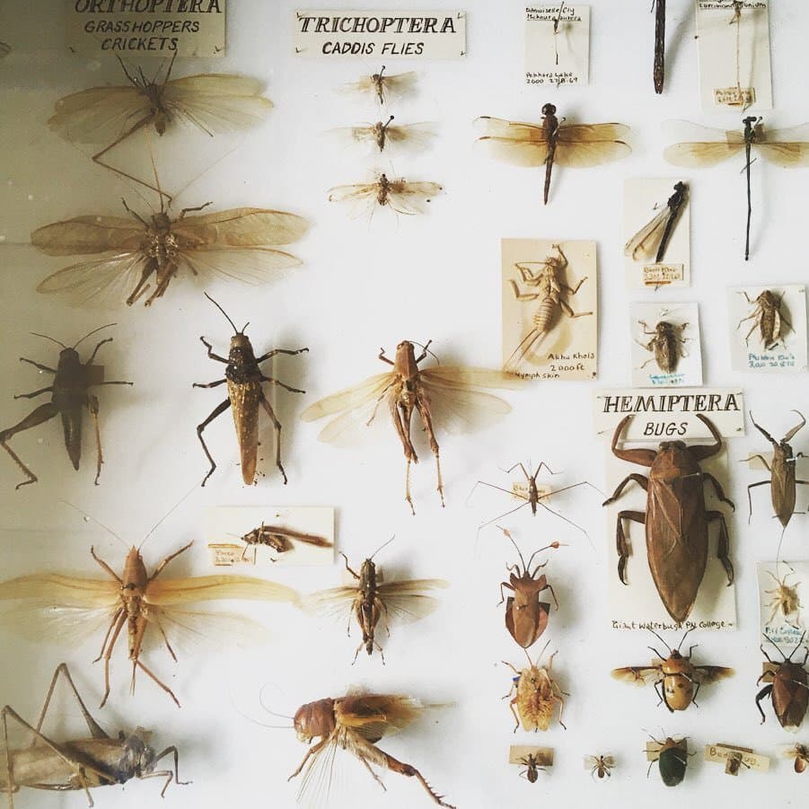 Do you want a different kind of adventure in Pokhara? Make a trip to the Annapurna Butterfly Museum to see more than 600 species of butterflies found in Nepal all under one roof. Situated on the second floor of a building on the Prithvi Narayan Campus premises, the Annapurna Butterfly Museum offers nature lovers an opportunity to explore an amazing collection of butterflies and moths found in Nepal and Southeast Asia.