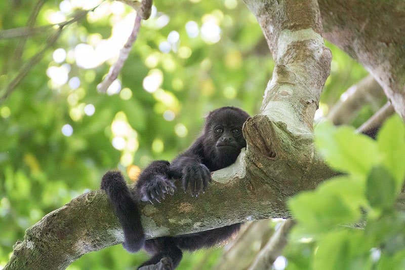 A Howler Monkey in the tree at Punta Laguna Mexico.