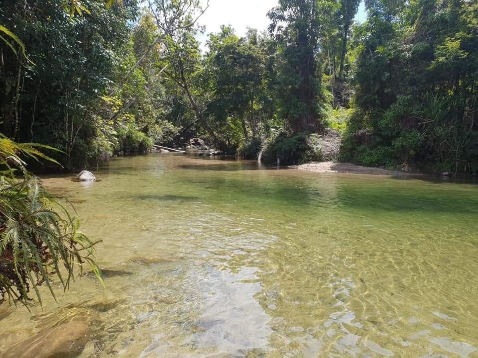 Alligators Nest Tully
