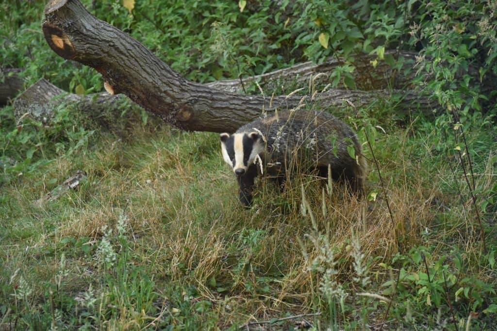 Badger