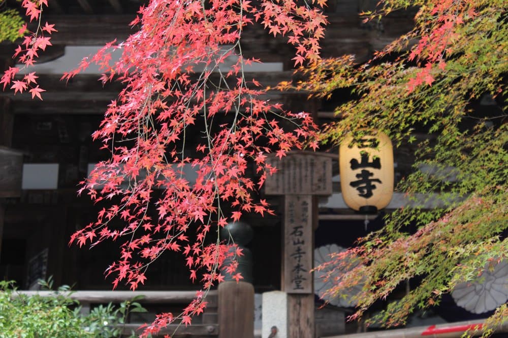 石山寺本堂（国宝）。11月中旬から12月頭にかけては紅葉に彩られます。