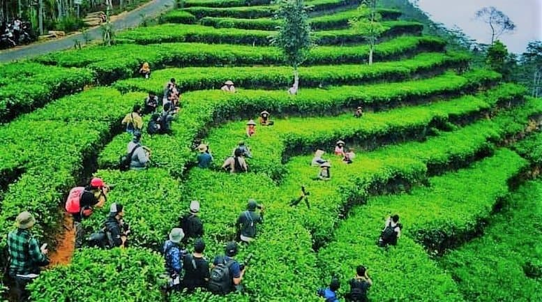Harvesting the tea leaves is another great attraction after watching the beautiful sunrise.