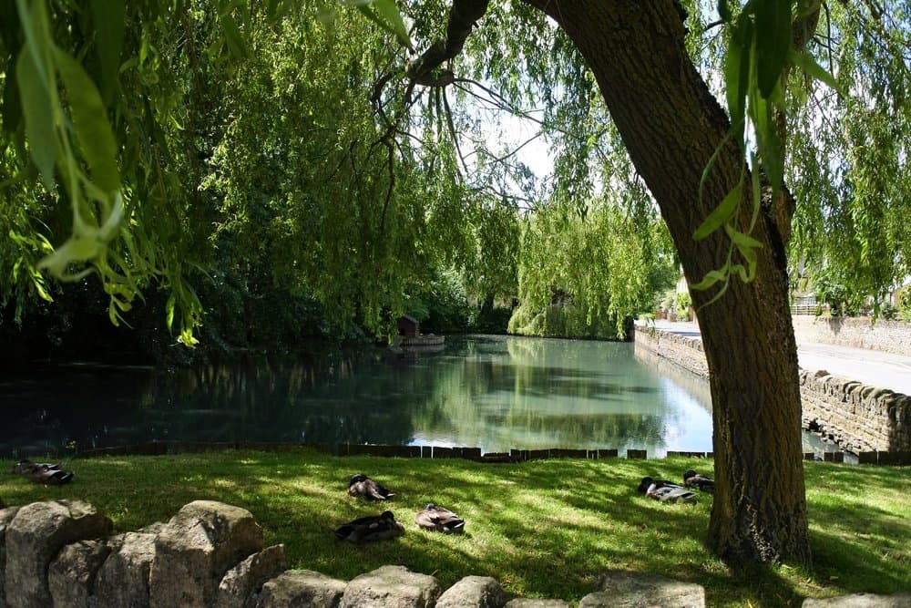 Ducks and pond: Moreton-in-Marsh Duck Pond.