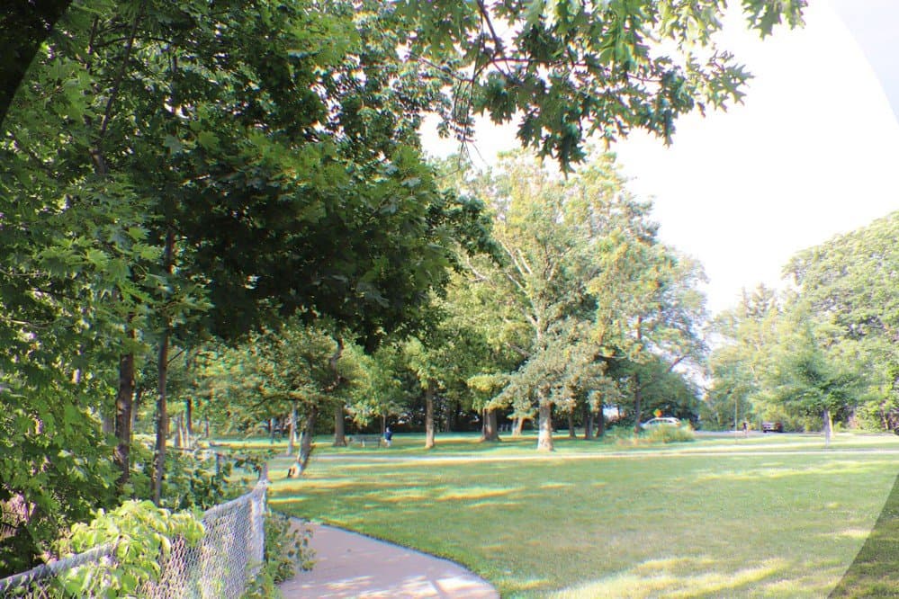 Lots of trees