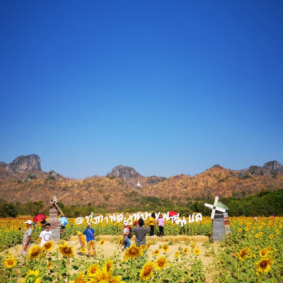 ทุ่งทานตะวันเขาจีนแล