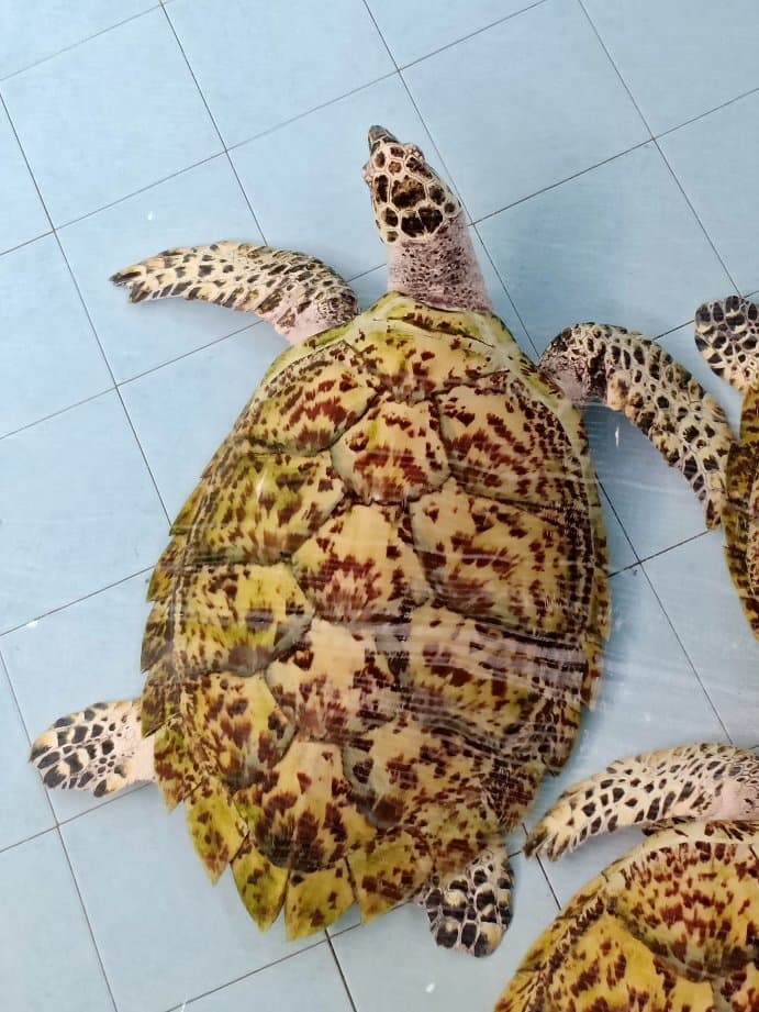 Turtle Conservation and Information Center