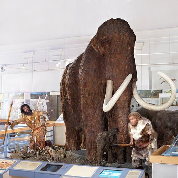 A mamut.