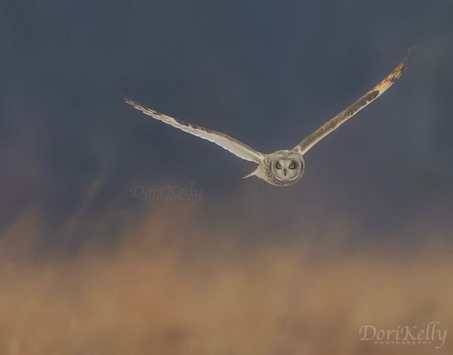 Short eared owl coming up through the misty, rain. 