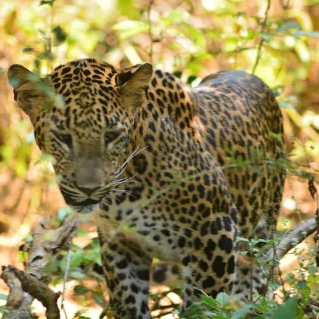 Date :- 04th February 2010 Location :- Wilpatthu National Park Time :- Afternoon safari With Iwa Tours Sri Lanka TripAdvisor = https://www.tripadvisor.com/Attraction_Review-d16852892?m=555 E-mail :- info@iwatours.com Web :- www.iwatours.com WhatsApp :- +94777195012