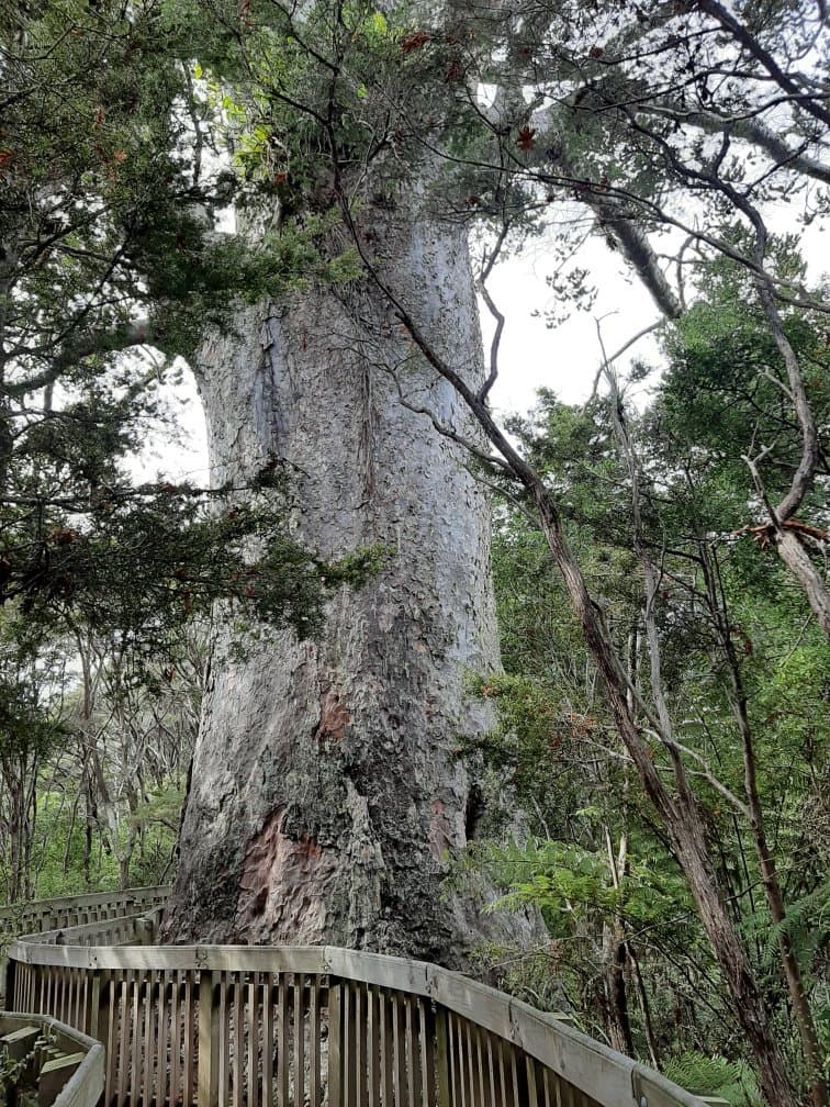 Approaching Tane Moanu from the southern, shorter end took 45 minutes up an easy track tho it has a few steep parts.