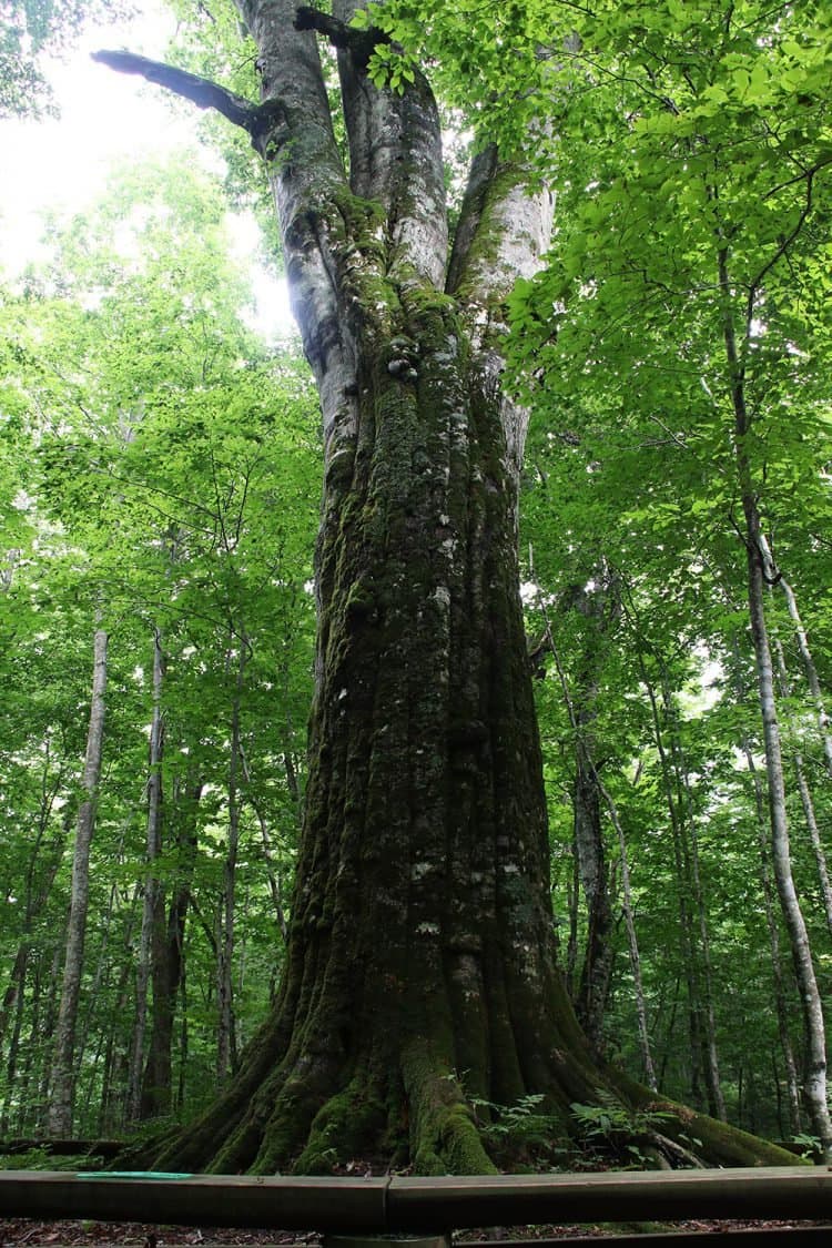 ニドムカムイ　アイヌ語で〔豊かな森の神〕