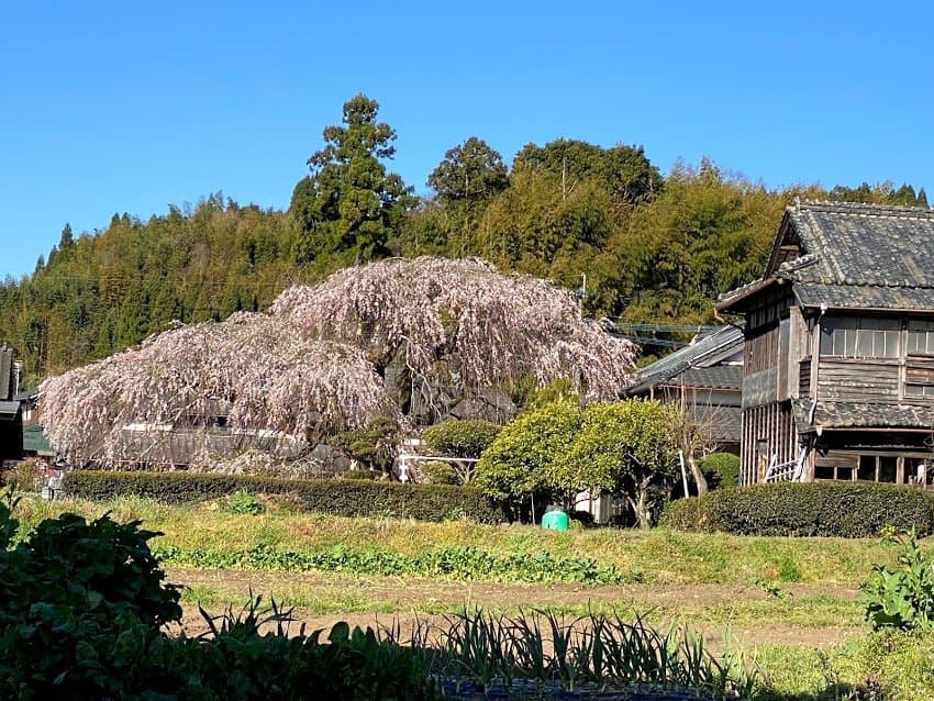 東から見た 庭にあるので、野放図に成長させず 花笠様に 1本です。