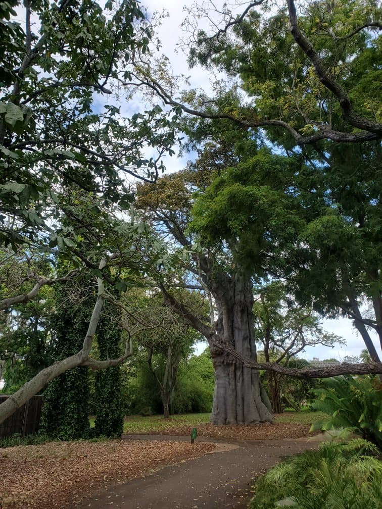 Foster Botanical Gardens