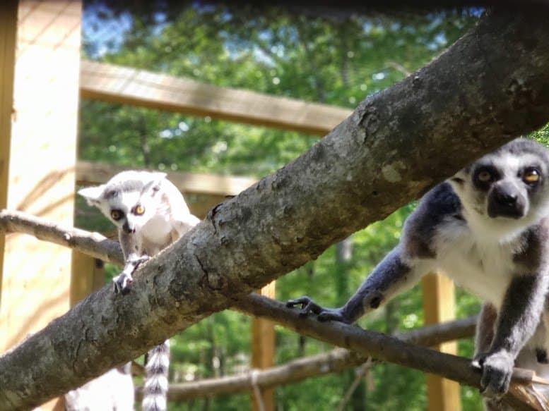 Momo and Dad the ringtail lemurs hanging out.
