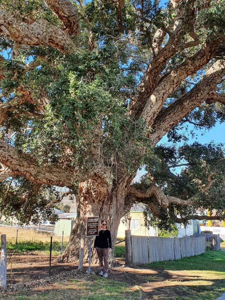 Tenterfield Cork Tree