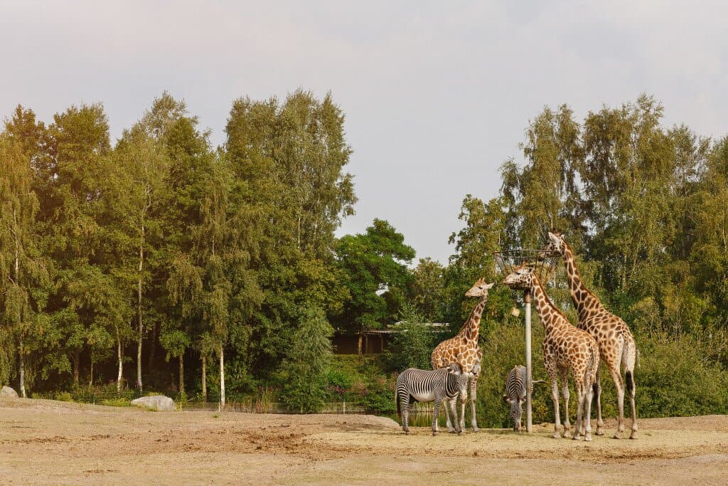 Giraffen & zebra's | Safaripark Beekse Bergen