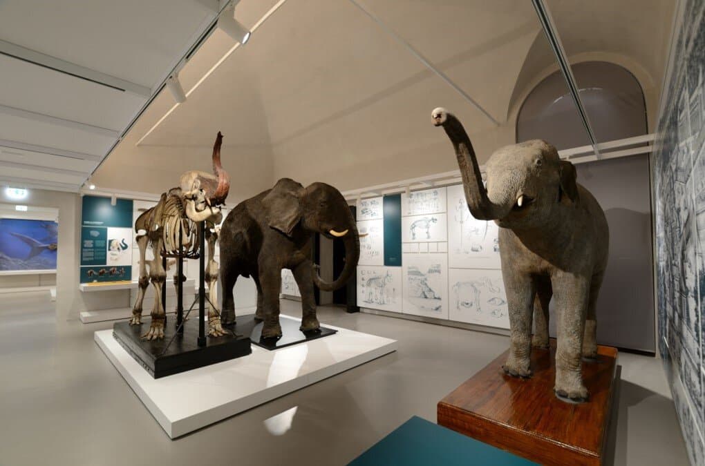 Nella sala egli elefanti c'è anche Shanti, l'elefantina di Napoleone!