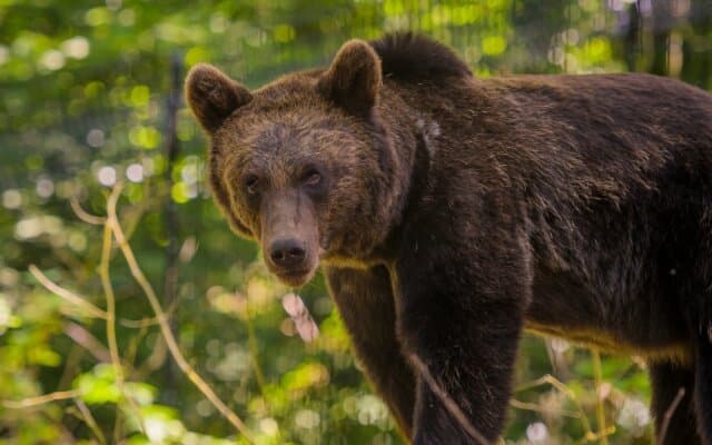 Winding through beautiful ancient woodland on raised walkways, watch our magnificent bears as they roam below in Bear Wood!