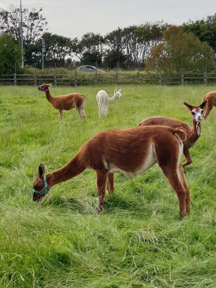 Farmer Parrs Animal World