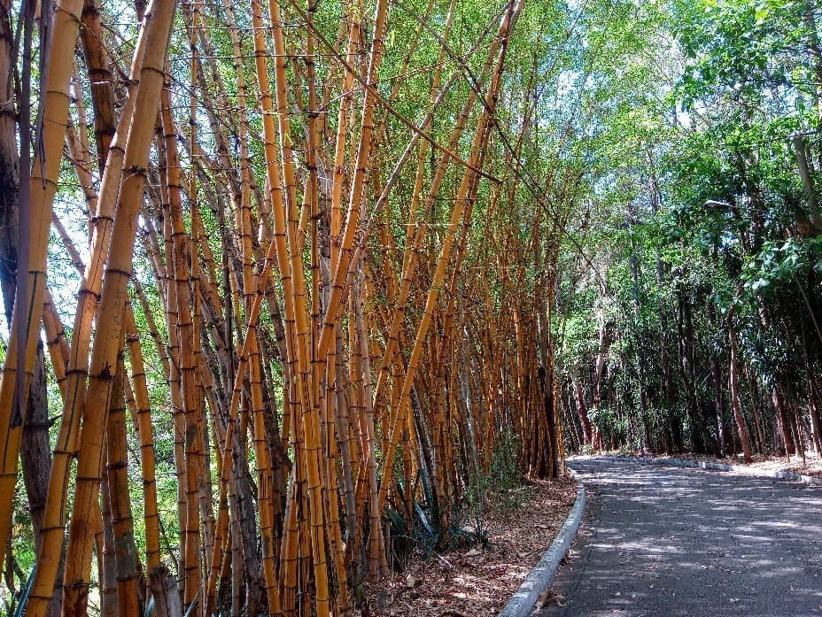 Jardim Botânico Chico Mendes