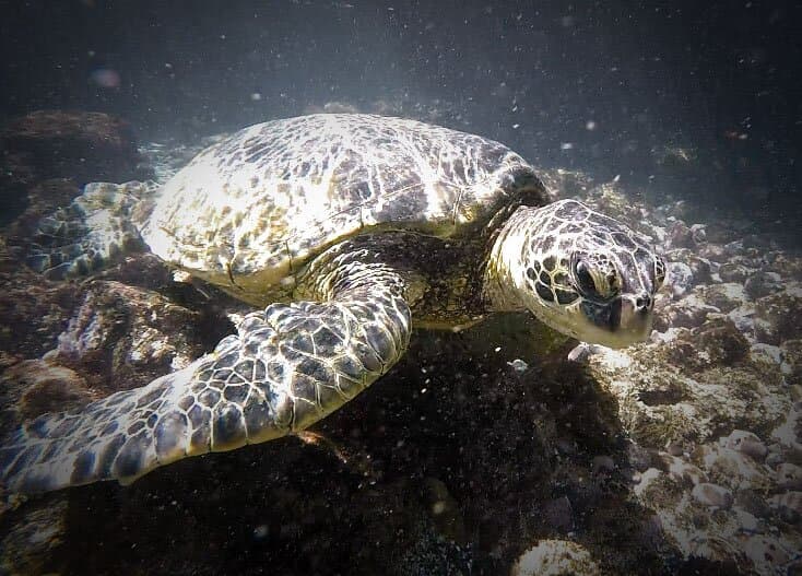 Green Sea Turtle @ Mekena Landing In Kihei, HA