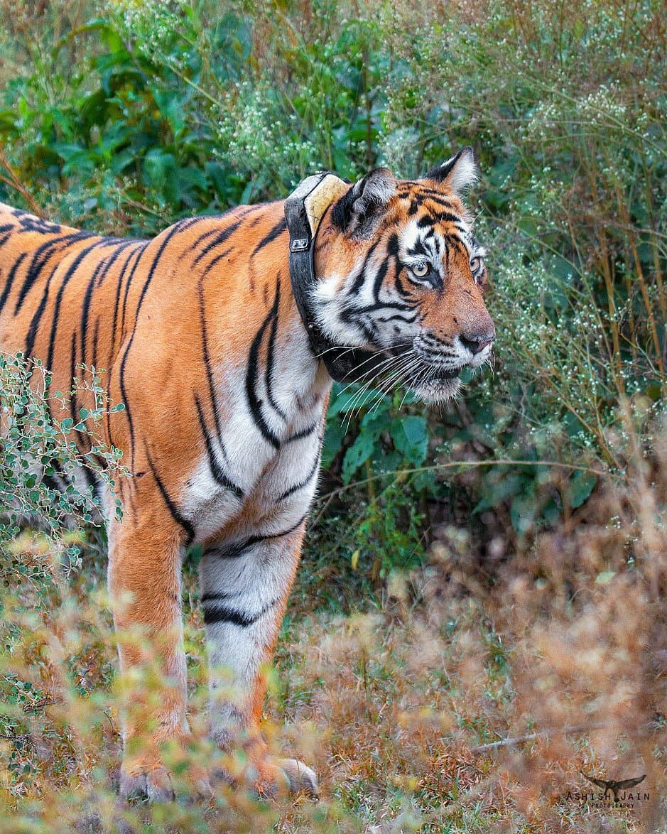 Sariska Tiger Reserve
