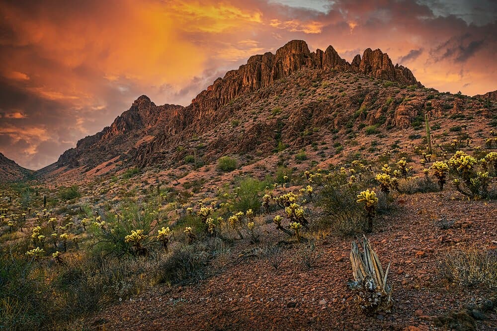 I am a Phoenix based photographer specializing in  LDS Temples and Landscape Photography.  This is the Kofa Mountain Range in Arizona where I was camping for the weekend.  The desert flowers were in bloom against a beautiful mountain range.  I waited patiently for the perfect moment and snapped the shutter.  Prints are available at https://www.davidwilliamsphotography.com