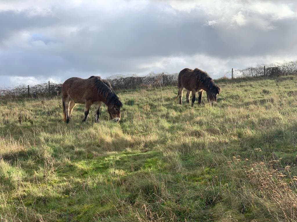Hunsbury Hill Iron Age Fort
