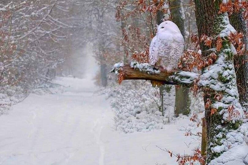 У нас всё ещё зима.