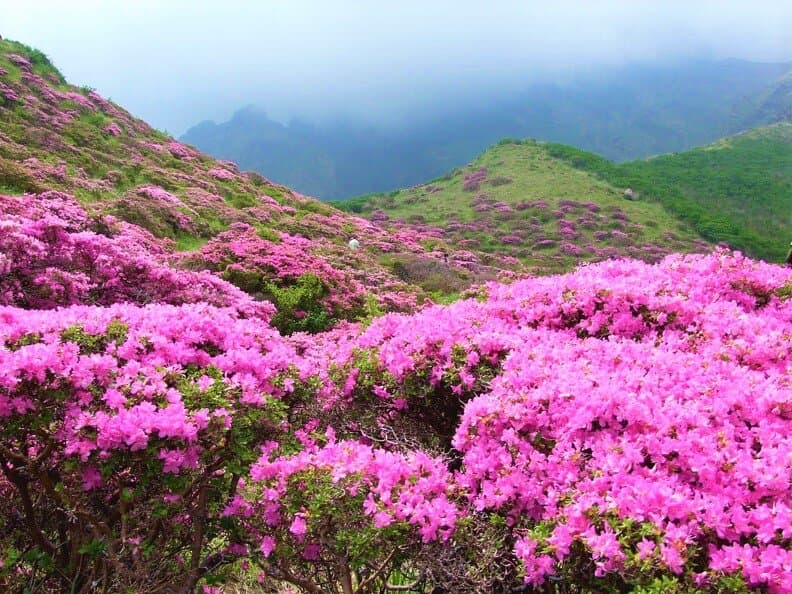 阿蘇山高岳の北麓にある峡谷。標高は約900mで、眼下には阿蘇カルデラの北側に当たる阿蘇谷と北外輪山が一望でき、仙人が酔うほど美しい峡谷であることから仙酔峡と呼ばれています。