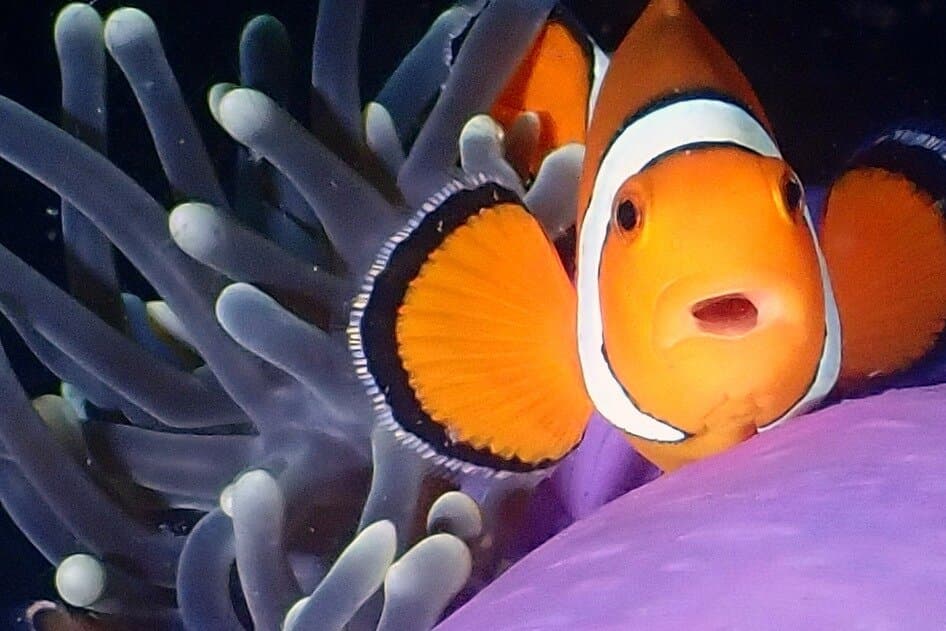 Scuba Diving and Snorkeling Trips