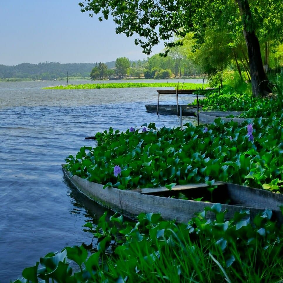 Pateira de Fermentelos