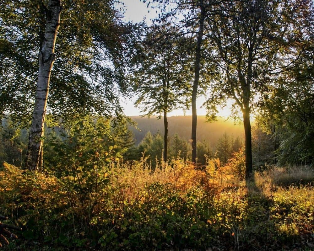 Sunlight through the trees at Dalby Forest