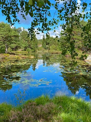 One of the many small lakes in Baneheia.