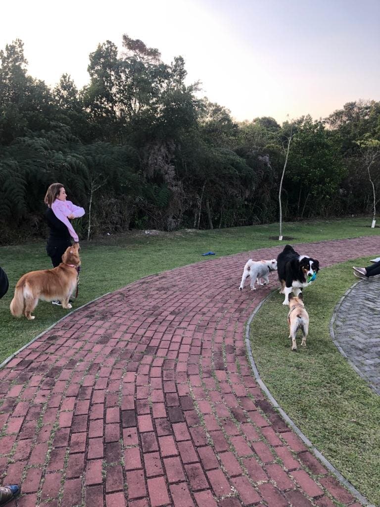 Tarde de uma quarta-feira qualquer no Parque Ribeirão Vermelho, encontro com os dogs da vizinhança