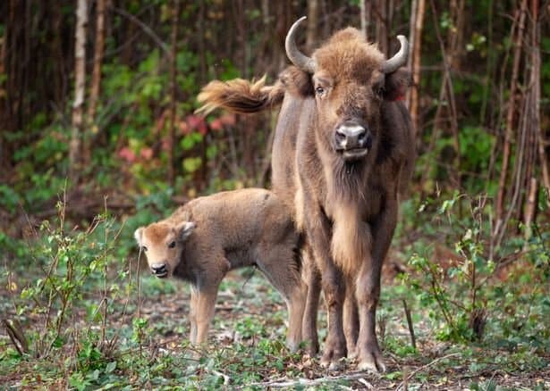 The newest member of our Wilder Blean Bison herd.