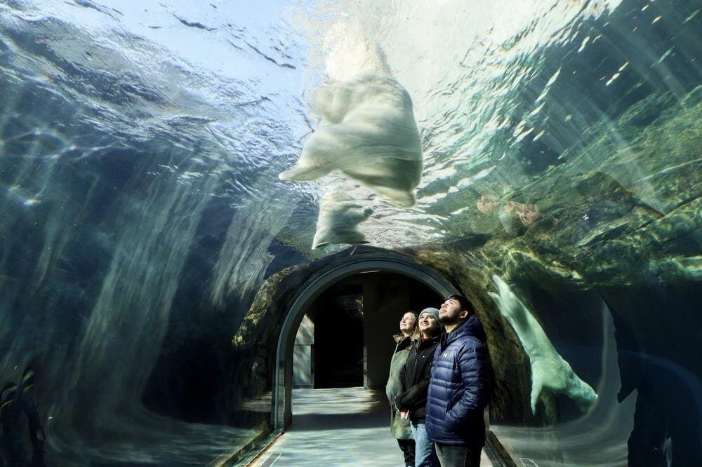 Discover the magic of the north in the heart of the continent.

The award-winning Journey to Churchill exhibit is the most comprehensive northern species exhibit of its kind in the world. 