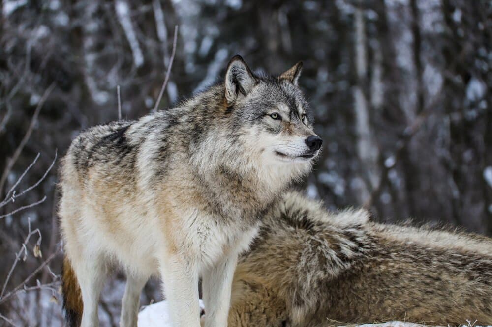Rieka, a Northwestern subspecies of the gray wolf, is the only female wolf in the Exhibit Pack at the International Wolf Center