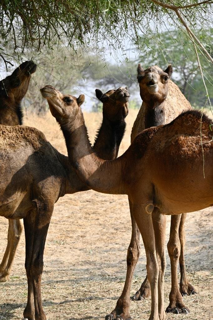 Jorbeer Conservation Reserve