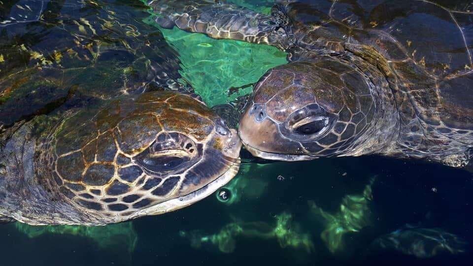 Sam and Hook, Green Sea Turtles